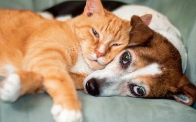 Zwierzęta domowe – jak je traktować, przedmiotowo a może podmiotowo?